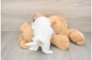 Playful Shichon Designer Puppy
