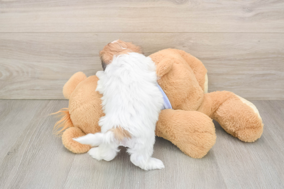 Playful Shichon Designer Puppy
