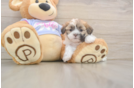 Funny Teddy Bear Designer Pup