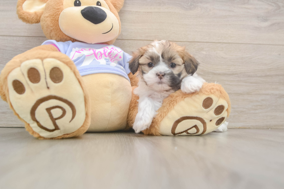 Funny Teddy Bear Designer Pup