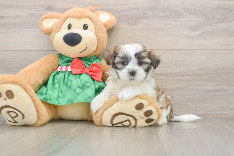 Fluffy Teddy Bear Designer Pup