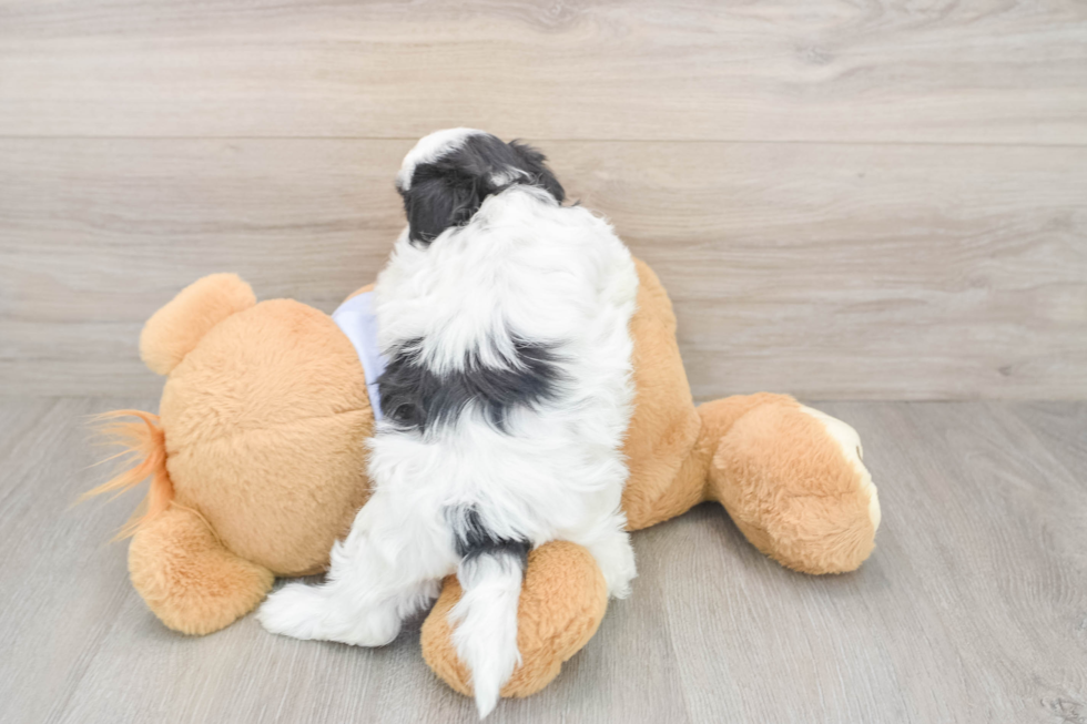 Sweet Teddy Bear Baby