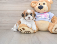 5 week old Teddy Bear Puppy For Sale - Seaside Pups