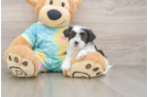 Teddy Bear Pup Being Cute