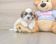 5 week old Teddy Bear Puppy For Sale - Seaside Pups