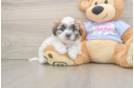 Best Teddy Bear Baby