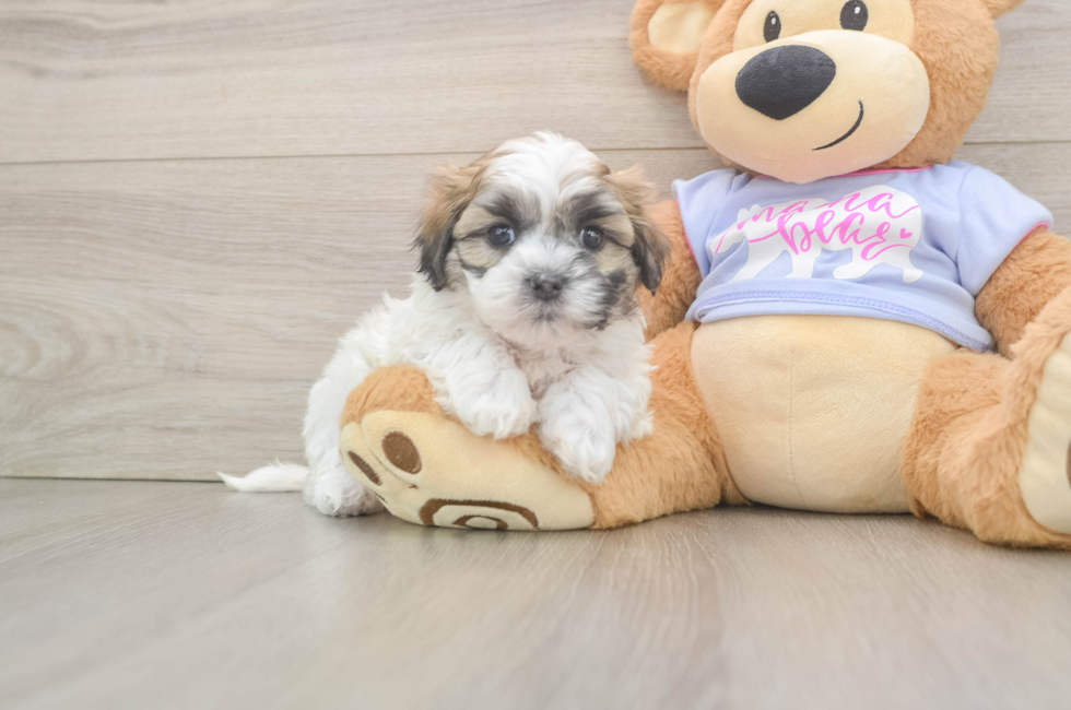 5 week old Teddy Bear Puppy For Sale - Seaside Pups