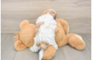 Cute Teddy Bear Baby