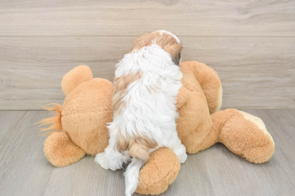 Cute Teddy Bear Baby