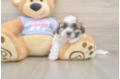 Teddy Bear Puppy for Adoption