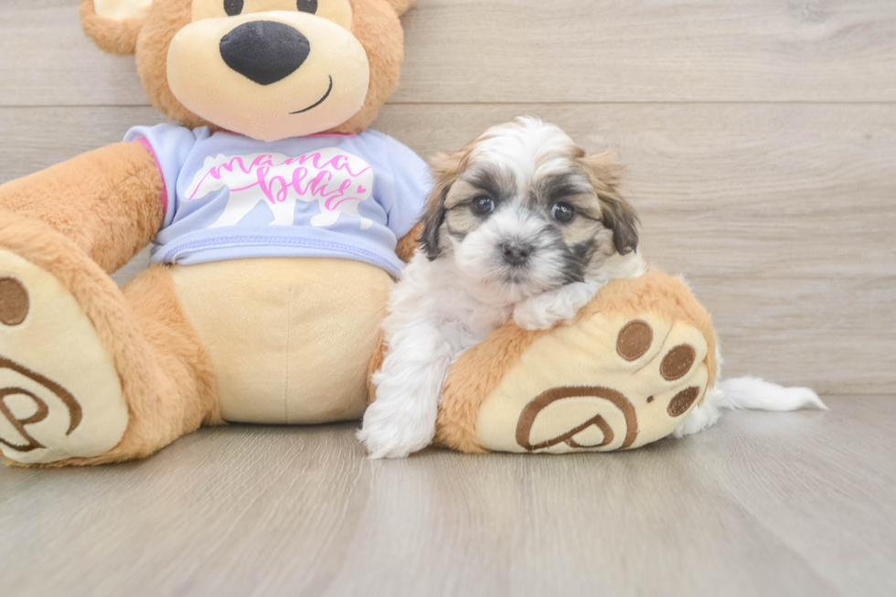 Teddy Bear Puppy for Adoption