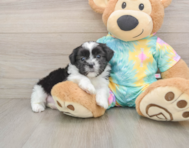 6 week old Teddy Bear Puppy For Sale - Seaside Pups