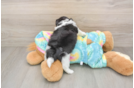 Best Teddy Bear Baby