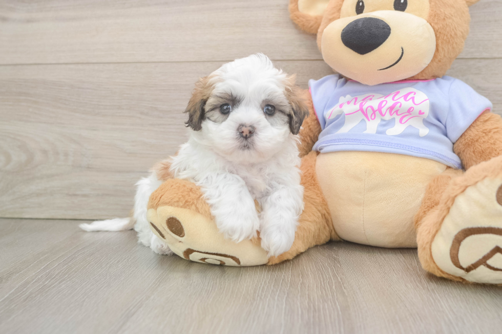 Teddy Bear Pup Being Cute