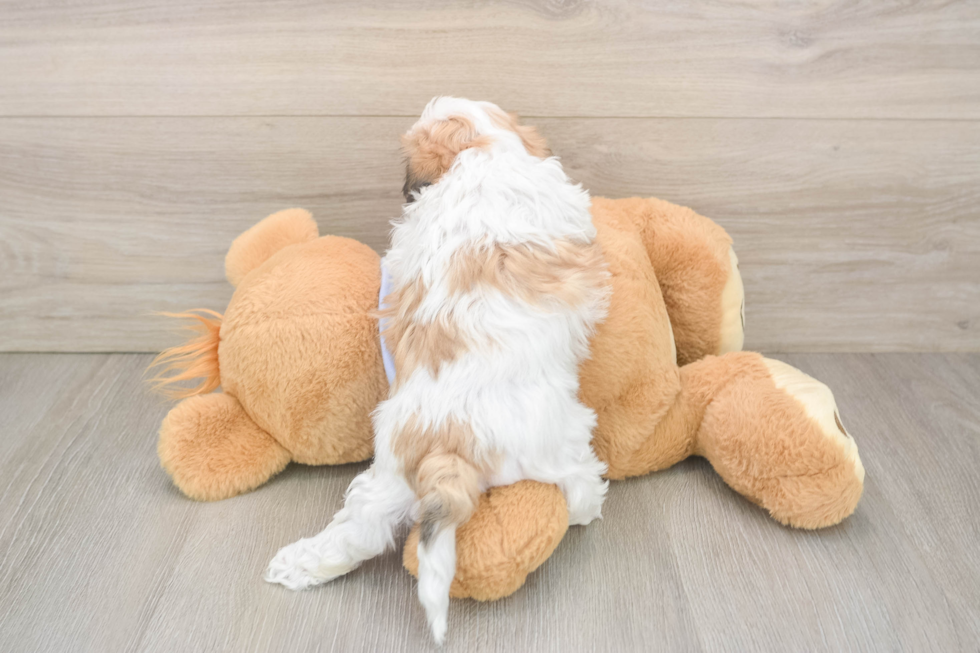 Teddy Bear Pup Being Cute