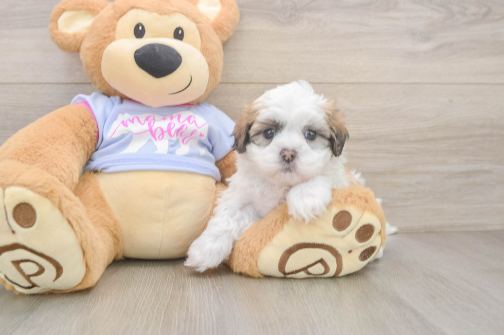 Sweet Teddy Bear Baby