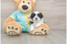 Energetic Shitzu Designer Puppy