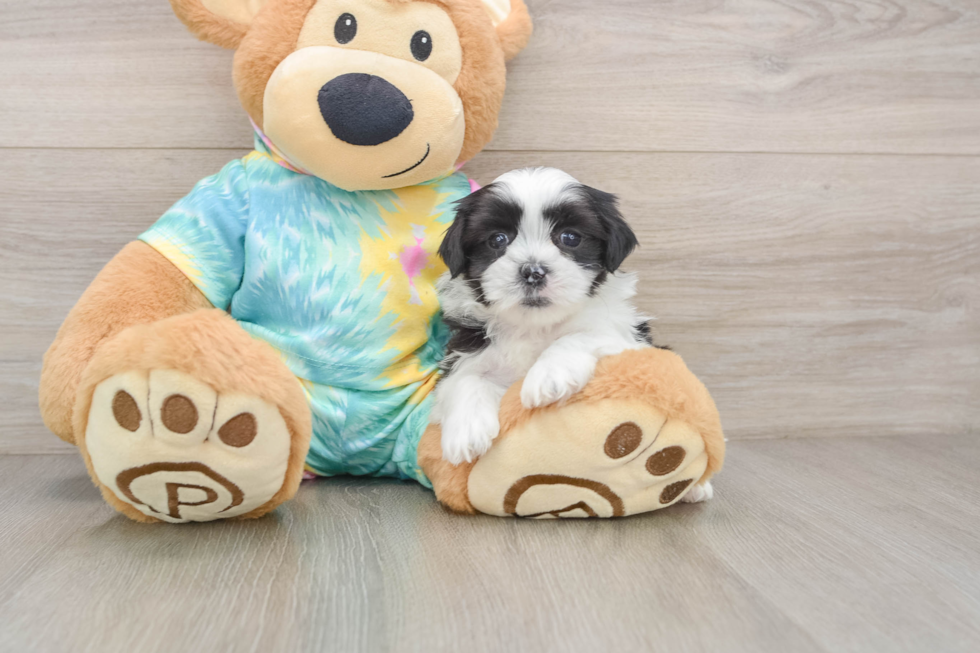 Energetic Shitzu Designer Puppy