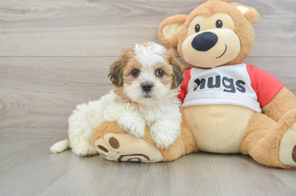 6 week old Teddy Bear Puppy For Sale - Seaside Pups