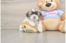 Teddy Bear Puppy for Adoption