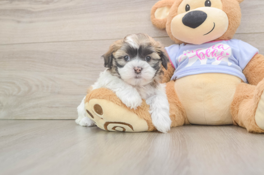 Teddy Bear Puppy for Adoption