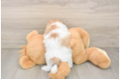 Teddy Bear Pup Being Cute