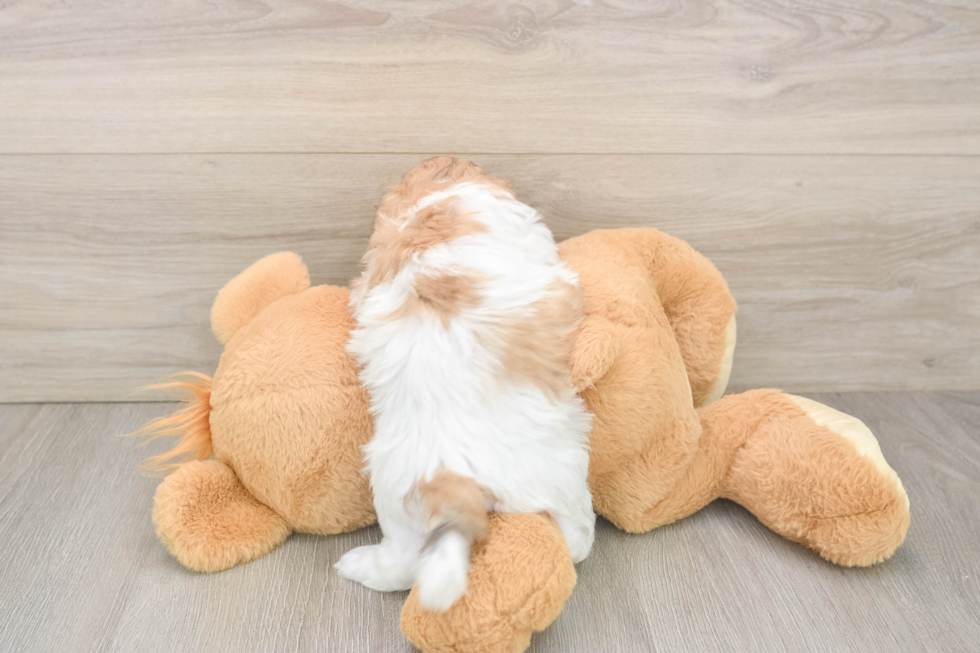 Teddy Bear Pup Being Cute