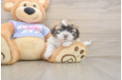 Best Teddy Bear Baby