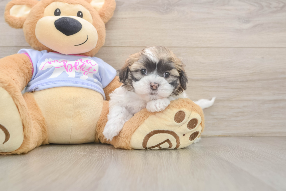 Best Teddy Bear Baby