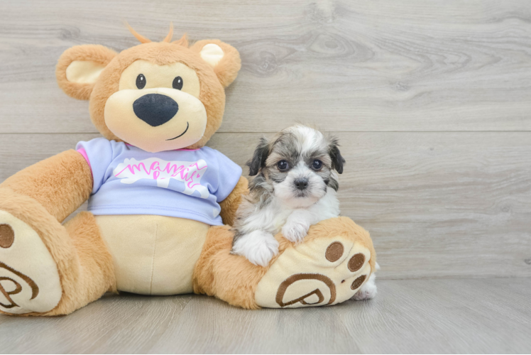 Teddy Bear Puppy for Adoption