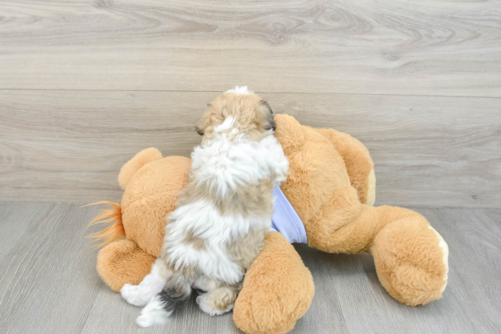 Funny Teddy Bear Designer Pup