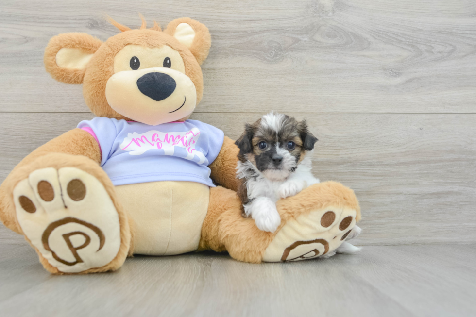 Teddy Bear Puppy for Adoption