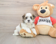 8 week old Teddy Bear Puppy For Sale - Seaside Pups