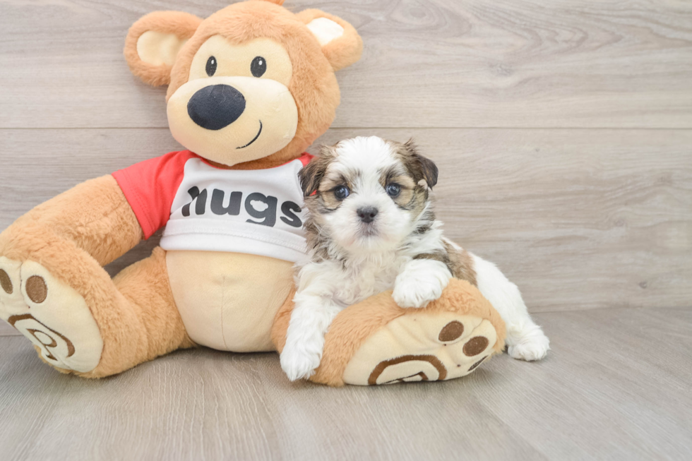 Best Teddy Bear Baby