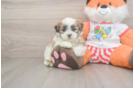 Teddy Bear Puppy for Adoption