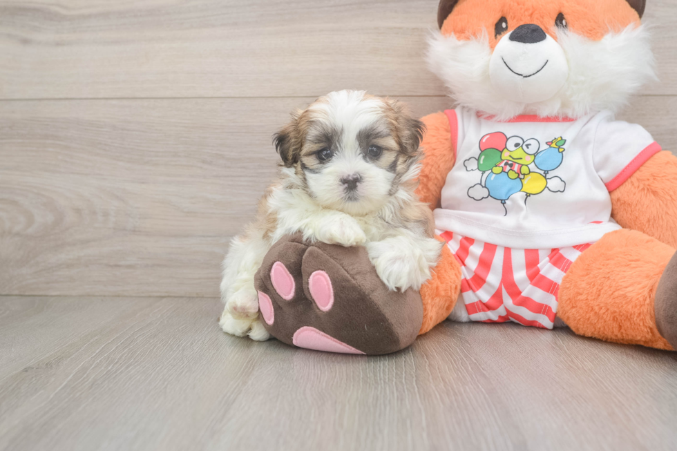 Teddy Bear Puppy for Adoption