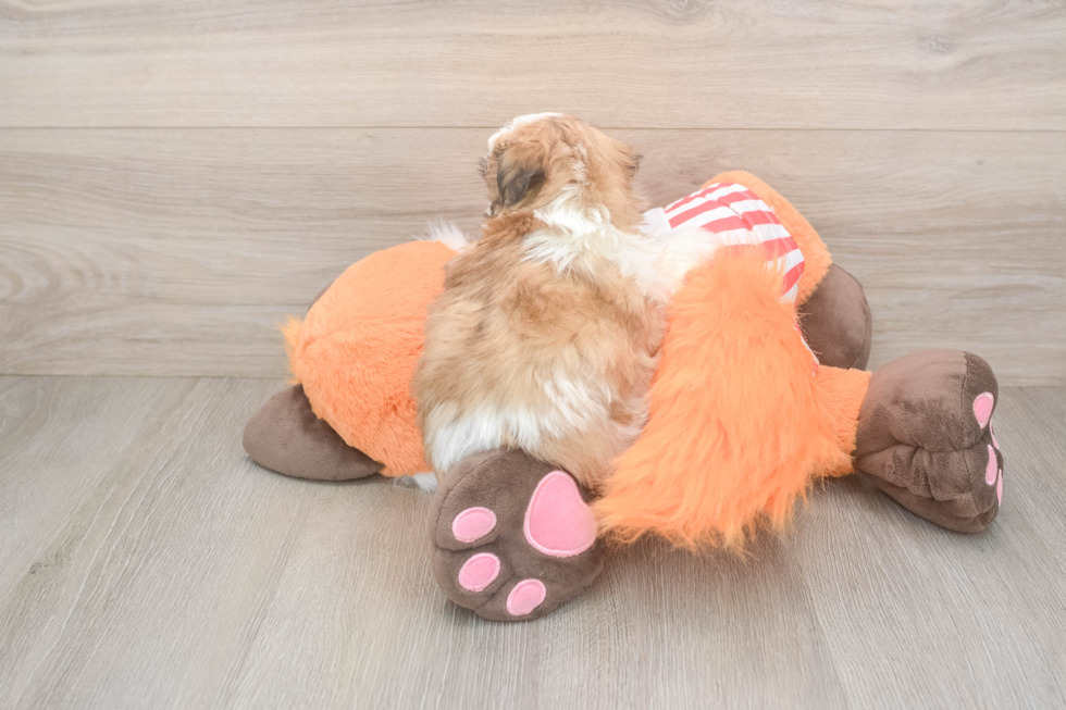 Cute Teddy Bear Baby