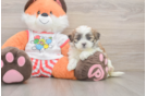 Teddy Bear Pup Being Cute