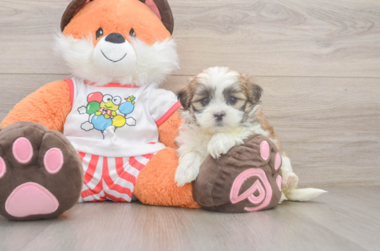 Teddy Bear Pup Being Cute