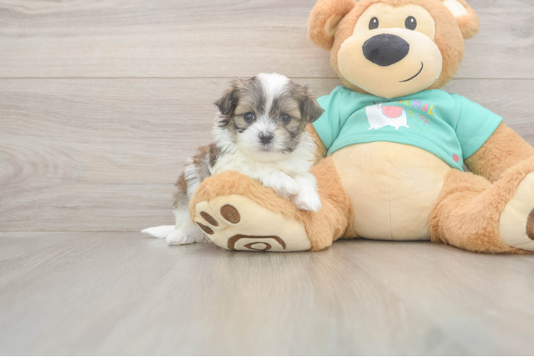 Best Teddy Bear Baby