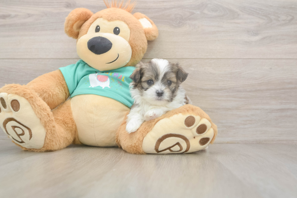 Best Teddy Bear Baby