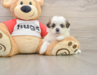 7 week old Teddy Bear Puppy For Sale - Seaside Pups