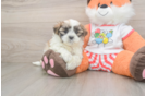 Teddy Bear Puppy for Adoption