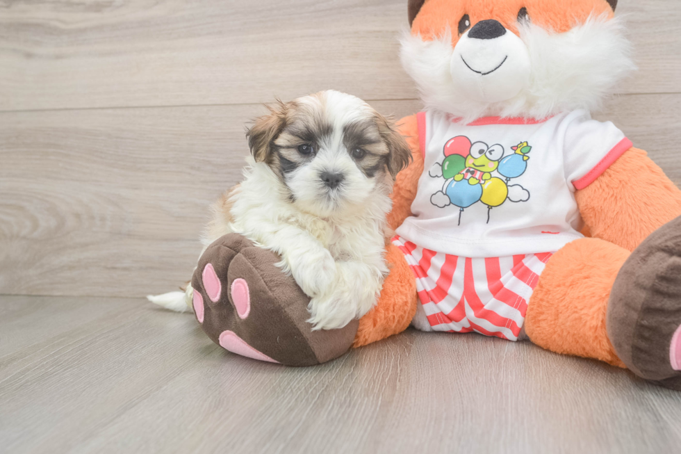 Teddy Bear Puppy for Adoption