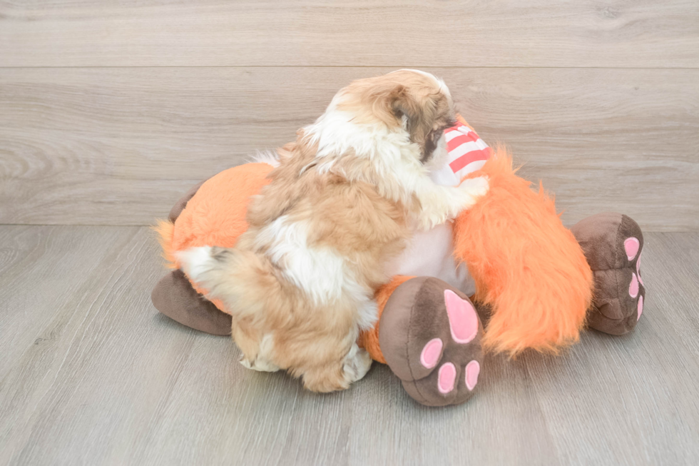 Teddy Bear Pup Being Cute