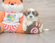 7 week old Teddy Bear Puppy For Sale - Seaside Pups