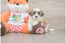 Teddy Bear Puppy for Adoption