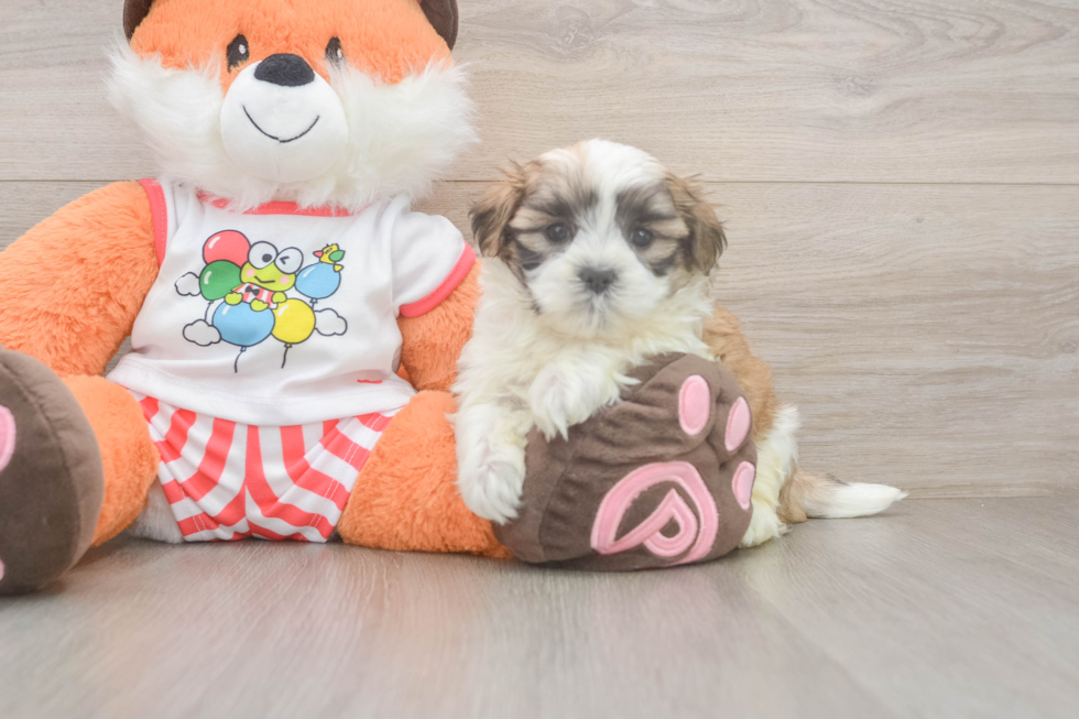 Teddy Bear Puppy for Adoption