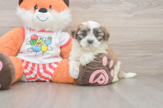 Teddy Bear Puppy for Adoption