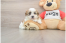 Cute Teddy Bear Baby